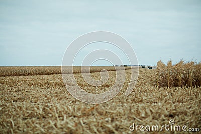 Harvesting maize on a grey cloudy day Stock Photo