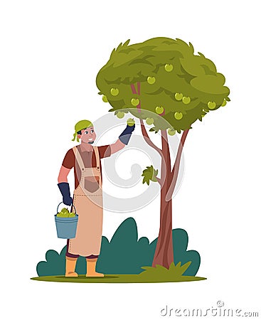 Harvesting man in garden. Gardener picking fruit from tree. Male holding bucket full of ripe apples. Agricultural worker Vector Illustration