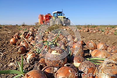 Harvesting onion on field. Workers with tractor and agricultural machine picking and transporting onion Stock Photo