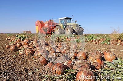 Harvesting onion on field. Workers with tractor and agricultural machine picking and transporting onion Stock Photo