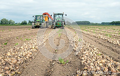 Harvesting onions on a Dutch field in summertime Editorial Stock Photo