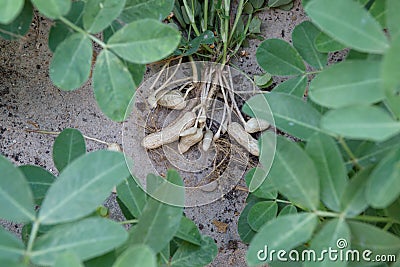 Harvesting peanut plant on sandy soil background Stock Photo