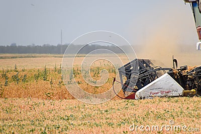 Harvesting peas with a combine harvester. Harvesting peas from the fields. Editorial Stock Photo