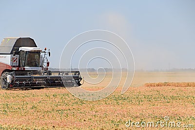 Harvesting peas with a combine harvester. Harvesting peas from the fields. Editorial Stock Photo