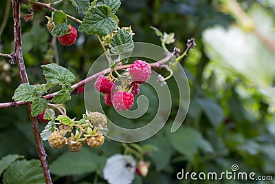 Harvesting raspberries. Stock Photo