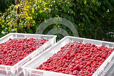 Harvesting raspberries. White plastic crates filled with ripe raspberries Stock Photo