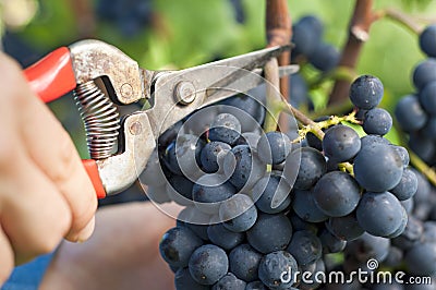 Harvesting red grapes Stock Photo