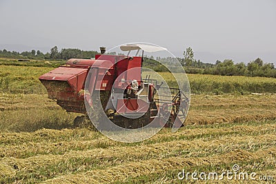 Harvesting rice Stock Photo