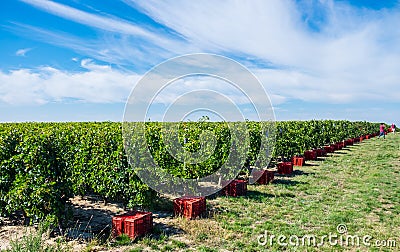 Harvesting season preparations in traditional vineyard Stock Photo