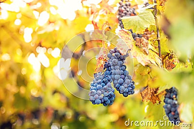 Harvesting season with ripe grapes in fall. bunch of grapes at winery Stock Photo
