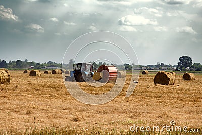 Harvesting at the stage of straw collection. Storks collect insects Stock Photo