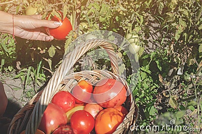 Harvesting tomatoes in basket. Young woman farm worker with basket picking fresh ripe organic tomatoes. Stock Photo