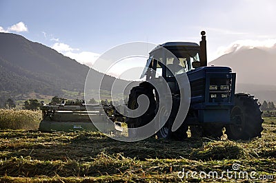 Harvesting triticale for silage Stock Photo