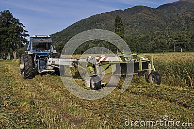 Harvesting triticale for silage Stock Photo