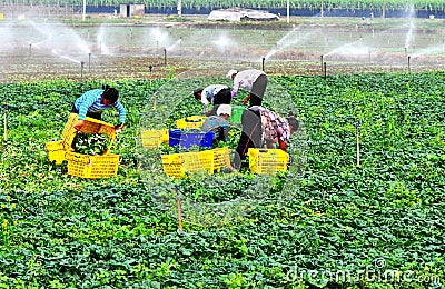 harvesting vegetable Editorial Stock Photo