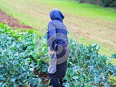 Harvesting vegetables in the countryside by the peasant Editorial Stock Photo