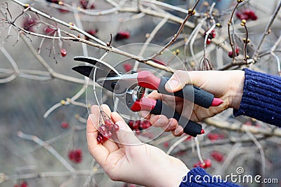 Harvesting Viburnum trilobum, Viburnum edule, highbush cranberry sweet red berries in spring after winter frosts. Pruning Viburnum Stock Photo