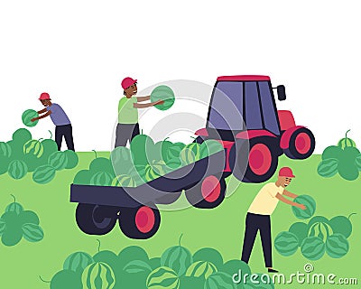Harvesting watermelons at the farm Vector Illustration