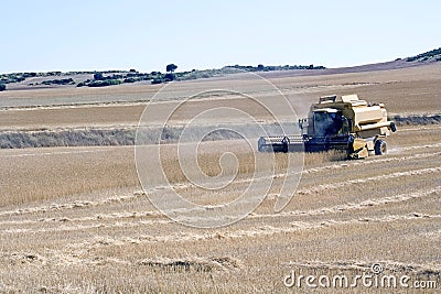 Harvesting Wheat Stock Photo
