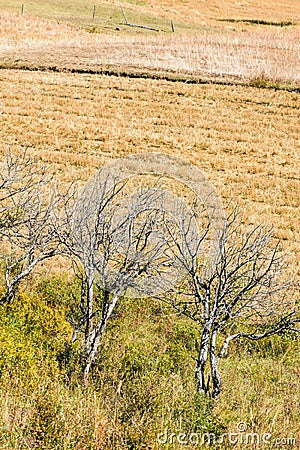 After harvesting wheat straw Stock Photo