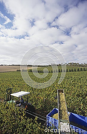 Harvesting wine grapes Mornington Peninsula Victoria Australia Stock Photo