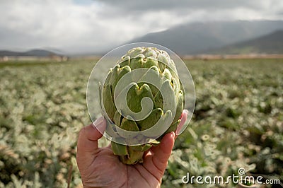 Harvestiog of green artichoke heads on farm fields with rows of artichokes plants. View on agricultural valley Zafarraya with Stock Photo