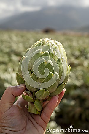 Harvestiog of green artichoke heads on farm fields with rows of artichokes plants. View on agricultural valley Zafarraya with Stock Photo