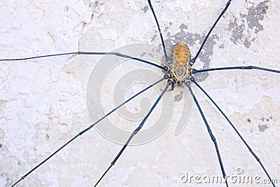 Harvestman Stock Photo