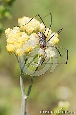 Harvestman spider on flower Stock Photo