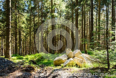 Harz - pine forrest Stock Photo