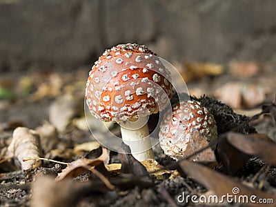 Fly agaric poisonous mushroom, beautiful bright hat with white dots. Stock Photo