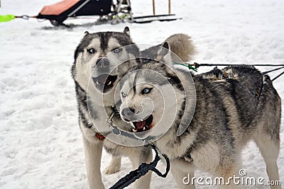 Hasky in harness Stock Photo