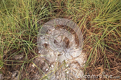 Hatched nest of turtle egg shells at Delnor Wiggins State Park Stock Photo