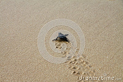 Hatched sea turtle leaving footprints in the wet sand on it`s way into the sea Stock Photo