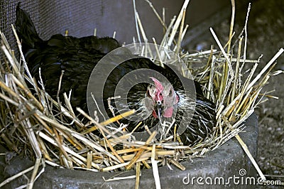 Hatching chicken in the countryside Stock Photo