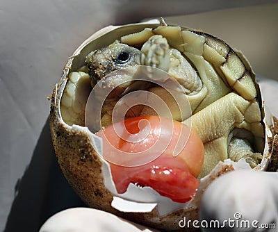 Hatching tortoise Stock Photo