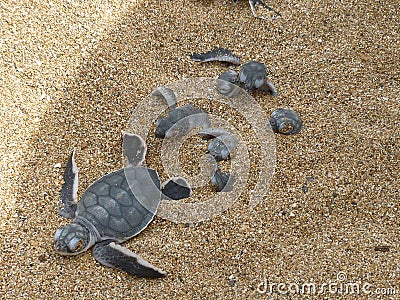 Hatchling baby green turtle chelonia mydas on a beach Stock Photo