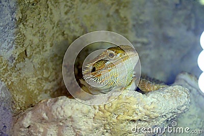 Hatchling Bearded Agama Pogona barbata basking lamp Stock Photo