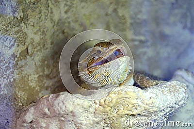 Hatchling Bearded Agama Pogona barbata basking lamp Stock Photo