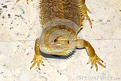 Hatchling Bearded Agama Pogona barbata basking lamp Stock Photo