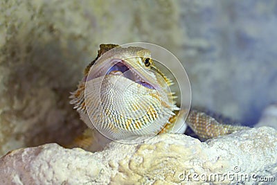 Hatchling Bearded Agama Pogona barbata basking lamp Stock Photo