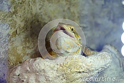 Hatchling Bearded Agama Pogona barbata basking lamp Stock Photo