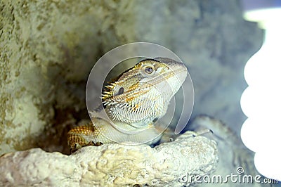 Hatchling Bearded Agama Pogona barbata basking lamp Stock Photo