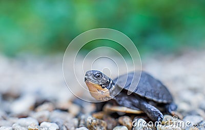 Hatchling Blanding's turtle Stock Photo