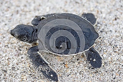 Hatchling Sea Turtle Stock Photo