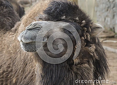 Haughty Camel Stock Photo