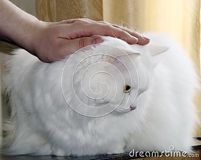 Haughty cat Stock Photo