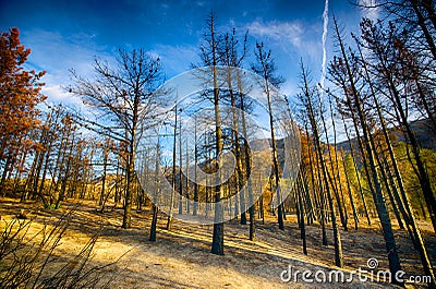 Haunted Forest after Wildfire Stock Photo