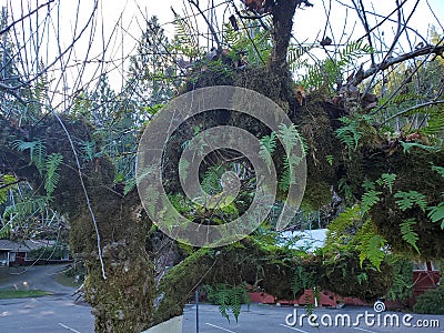 Haunted tree firms and moss Stock Photo