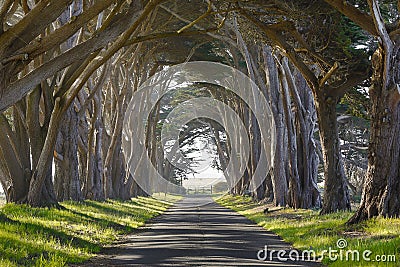 Haunted trees and road Stock Photo